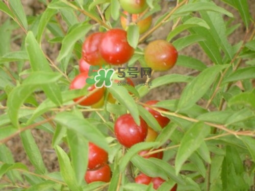 鈣果什么味道？鈣果好吃嗎？