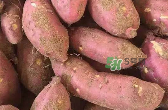 地瓜發(fā)芽了怎么種盆栽？拔絲地瓜怎么熬糖