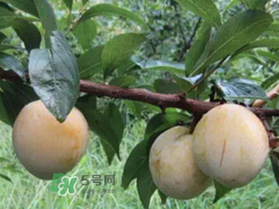 奈李不能和什么一起吃？奈李的禁忌