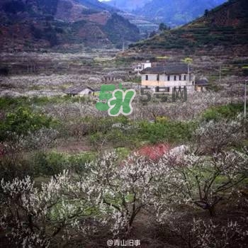 奈李是什么水果？奈李為什么會空心