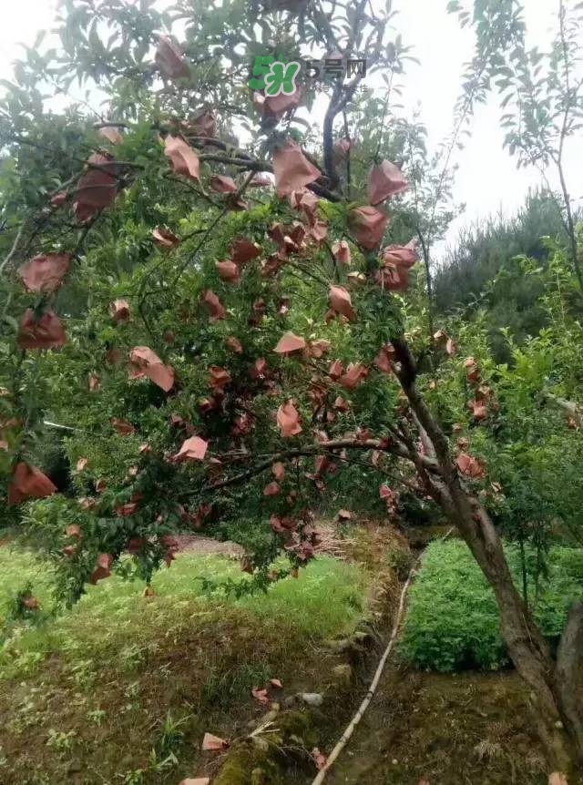 奈李是什么水果？奈李為什么會空心