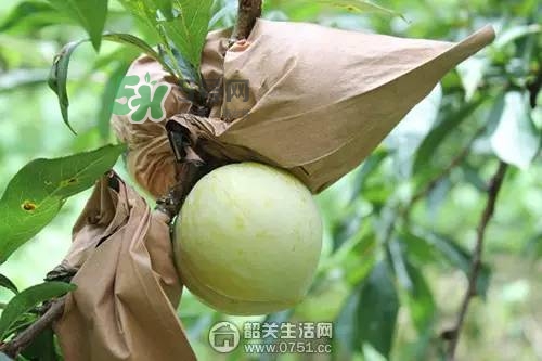奈李是什么水果？奈李為什么會空心