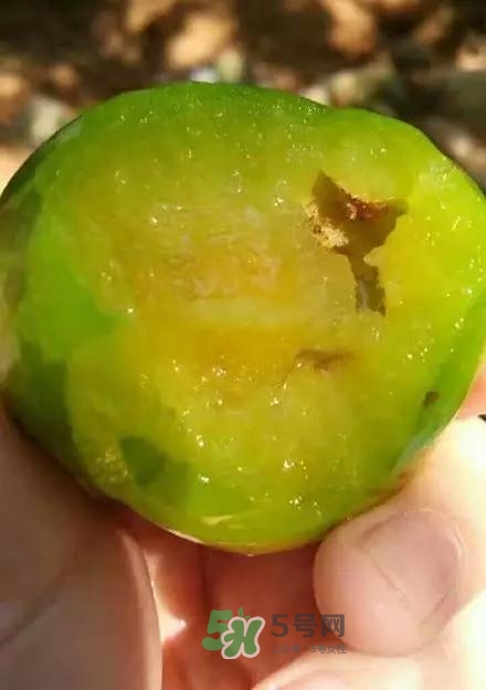 奈李是什么水果？奈李為什么會空心