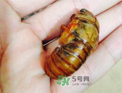知了猴可以煮著吃嗎？知了猴怎么煮？