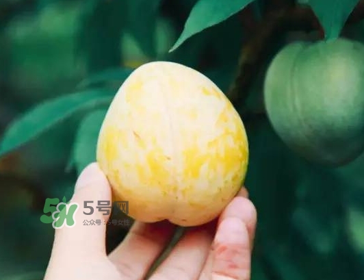 奈李怎么挑？奈李怎么挑選