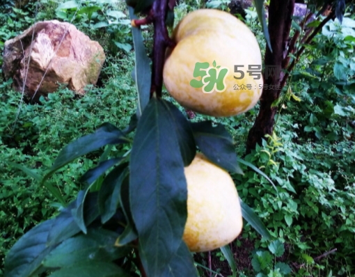 黃金奈李多少錢一斤？黃金奈李價格