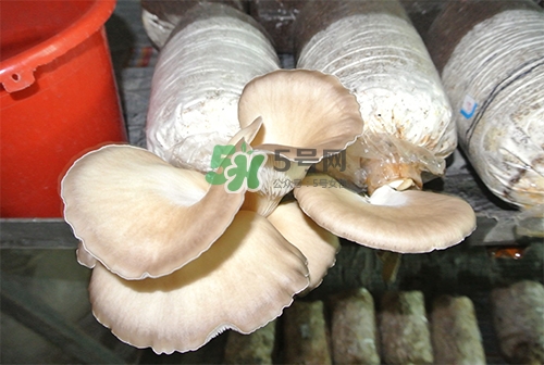 秀珍菇一畝地能種植多少包？秀珍菇如何出菇管理