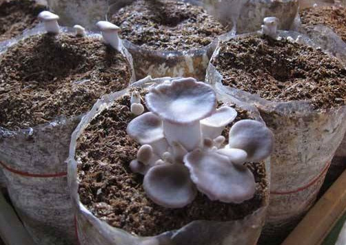 秀珍菇什么品種好？一萬袋秀珍菇要多少成本