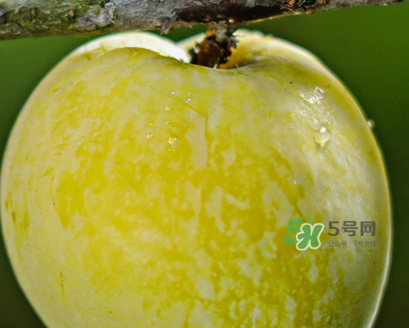 黃金奈李什么時(shí)候成熟？黃金奈李孕婦可以吃嗎