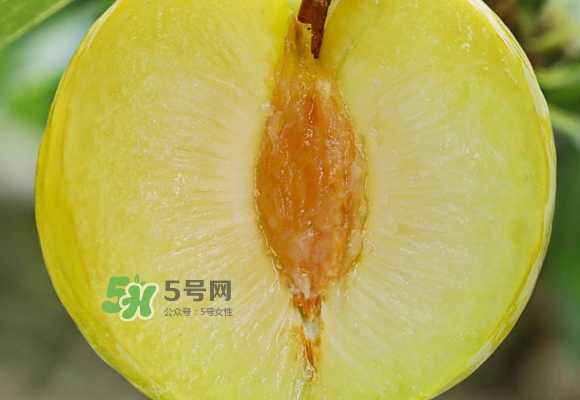 黃金奈李什么時(shí)候成熟？黃金奈李孕婦可以吃嗎