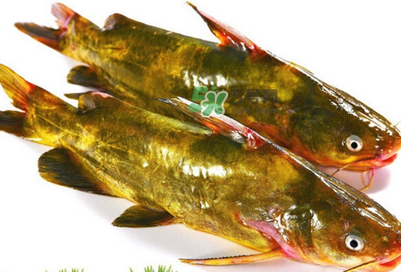 黃刺魚死了能吃嗎？黃刺魚不能與什么同食
