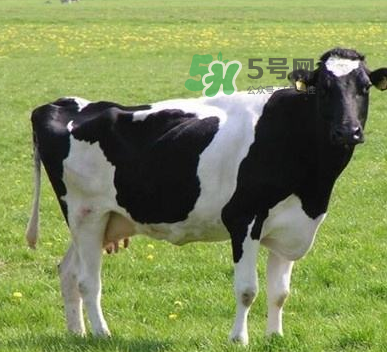 牛初乳哪種比較好？牛初乳哪個品牌的好？