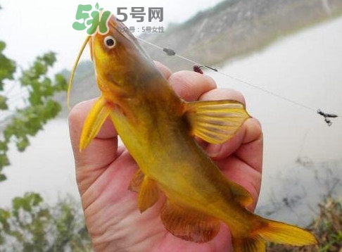 黃刺魚多少錢一斤？野生黃刺魚多少錢一斤