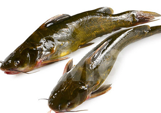 黃刺魚什么天氣好釣？黃刺魚釣魚最佳時間