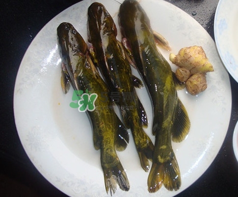 黃刺魚是發(fā)物嗎？黃刺魚是黃辣丁嗎