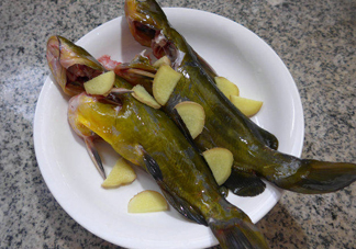 黃刺魚幾月份最好釣？黃刺魚怎么釣