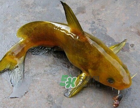 黃刺魚幾月份最好釣？黃刺魚怎么釣