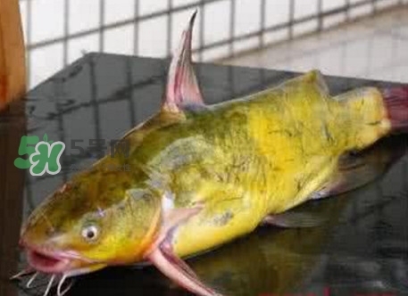 黃刺魚什么天氣好釣？黃刺魚釣魚最佳時間