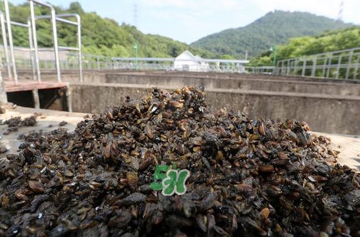 海瓜子多少錢一斤？西湖撈起的海瓜子能吃嗎