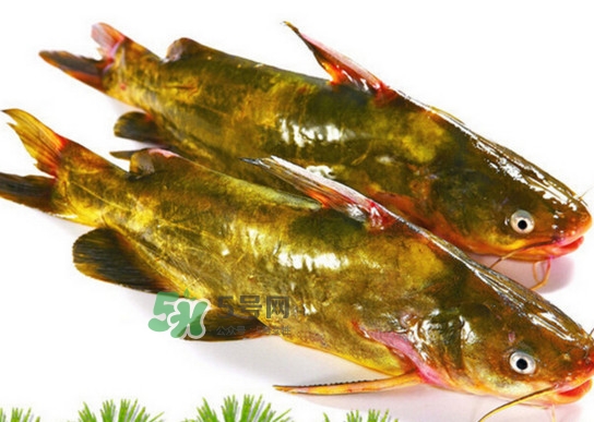 黃蜂魚怎么煮好吃？黃蜂魚燉湯孕婦可以喝嗎