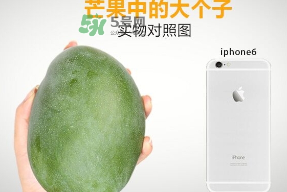 凱特芒果多少錢一斤？凱特芒果價格