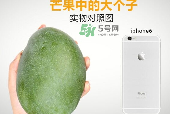 凱特芒果什么時候上市？凱特芒果上市時間