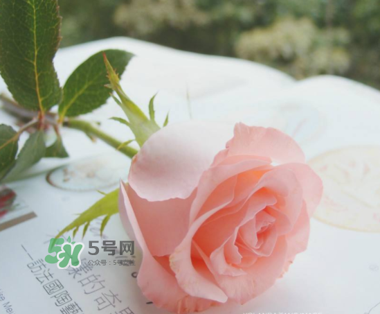 roseonly限量紅粉玫瑰多少錢？有幾朵？