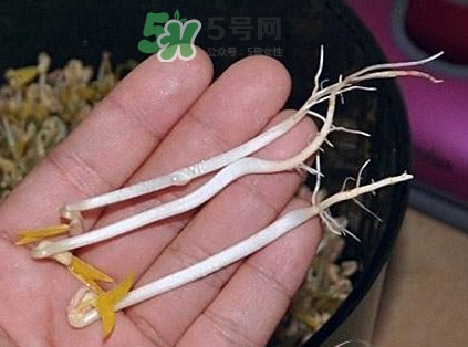 豆芽有根好還是無(wú)根好？無(wú)根豆芽與有根豆芽區(qū)別