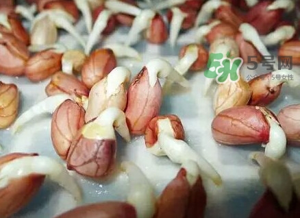 花生芽怎么培育？花生芽怎樣才能發(fā)出來(lái)