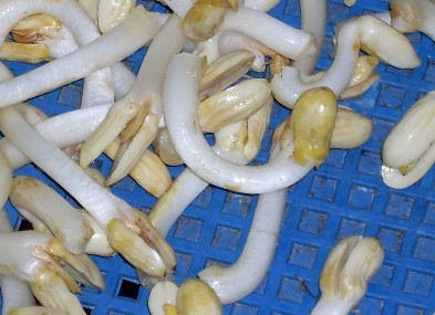 花生芽多少錢一斤？花生芽苦味有毒嗎？