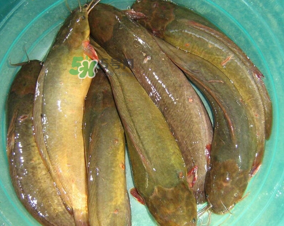 黃蜂魚怎么煮好吃？黃蜂魚燉湯孕婦可以喝嗎