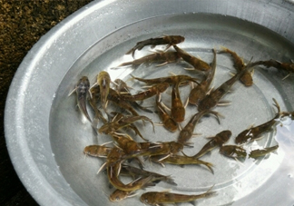 黃蜂魚怎么做好吃？黃蜂魚怎么釣
