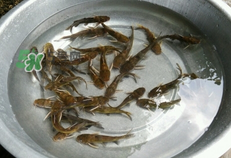 黃蜂魚怎么做好吃？黃蜂魚怎么釣