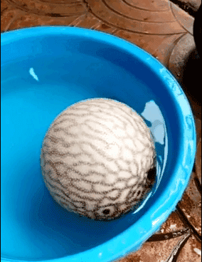 河豚魚多少錢一斤？河豚為什么會鼓起來