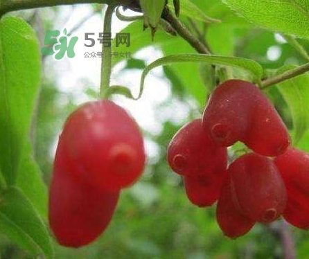 杈杷果多少錢一斤？杈杷果價格表