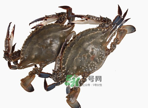 梭子蟹一只大概多重？梭子蟹一斤一般幾只？