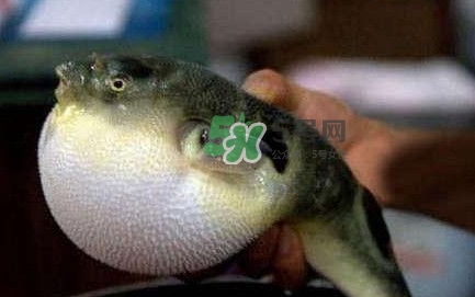 河鲀可以養(yǎng)嗎？河鲀有毒為什么還要吃