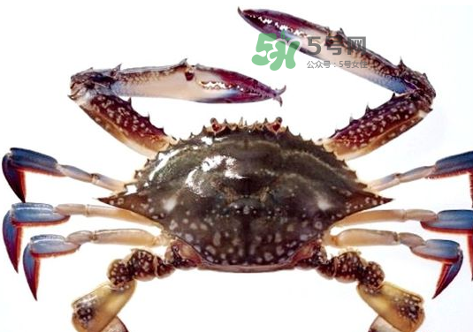 梭子蟹一只大概多重？梭子蟹一斤一般幾只？