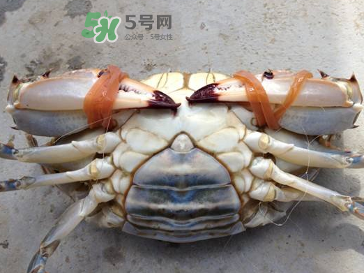 飛蟹可以冷凍嗎？飛蟹能冷凍保存嗎？