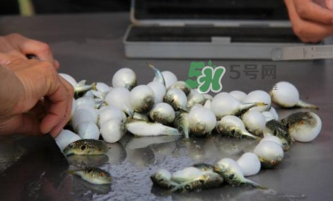 河豚能吃嗎？河豚可以吃嗎