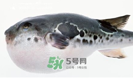 河豚究竟有多好吃？河豚最毒的部位是哪里