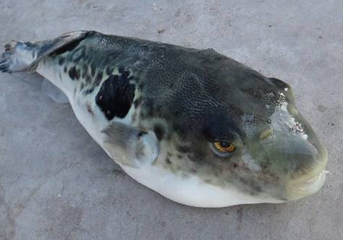 河豚魚怎么吃？河豚魚怎么去毒