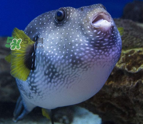 河豚魚是發(fā)物嗎？河豚魚為什么有毒