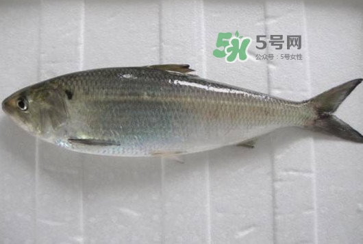 鰣魚多少錢一斤？長江鰣魚多少錢一斤2017