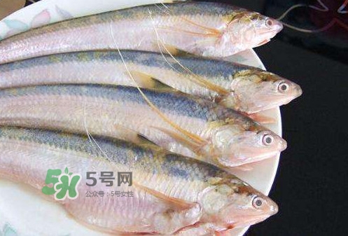 鰣魚刺多嗎？鰣魚可以養(yǎng)殖嗎