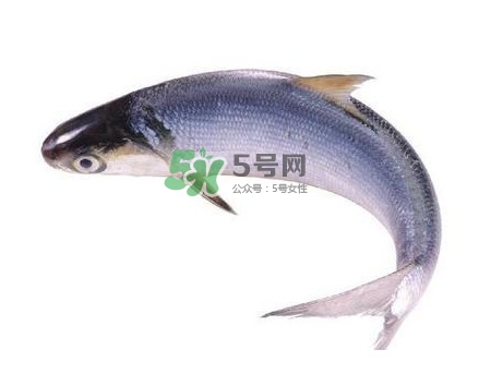 鰣魚刺多嗎？鰣魚可以養(yǎng)殖嗎