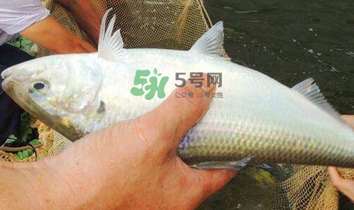 鰣魚的魚鱗能吃嗎？鰣魚為什么不去魚鱗