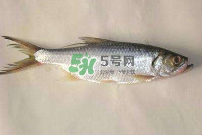 鰣魚怎么做好吃？鰣魚怎么處理