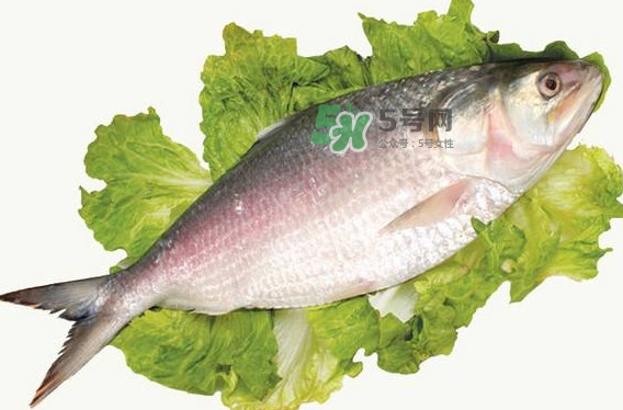 鰣魚孕婦能吃嗎？孕婦可以吃鰣魚嗎