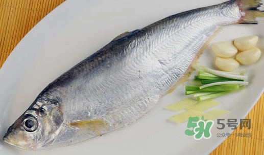 鰣魚和響魚是兩種魚嗎？鰣魚和鯽魚的區(qū)別